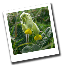 Spring cowslip emerging at Nansen Hill