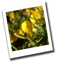 Gorse at Golden Hill Country Park