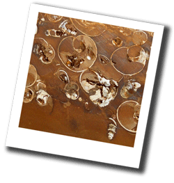 Ironstone with fossil shells