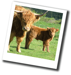 Highland cattle at Rew Down