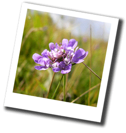 Scabious